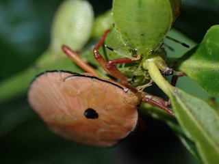 PB171252a